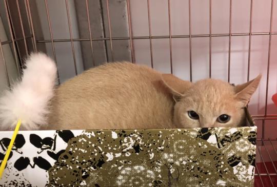 【貓咪找家】超美麗流浪貓被退養！你可知退養貓咪為何殘忍？